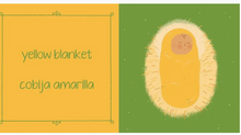 Load image into Gallery viewer, LIL BOOKS | TRES REYES MAGOS COLORS/COLORES